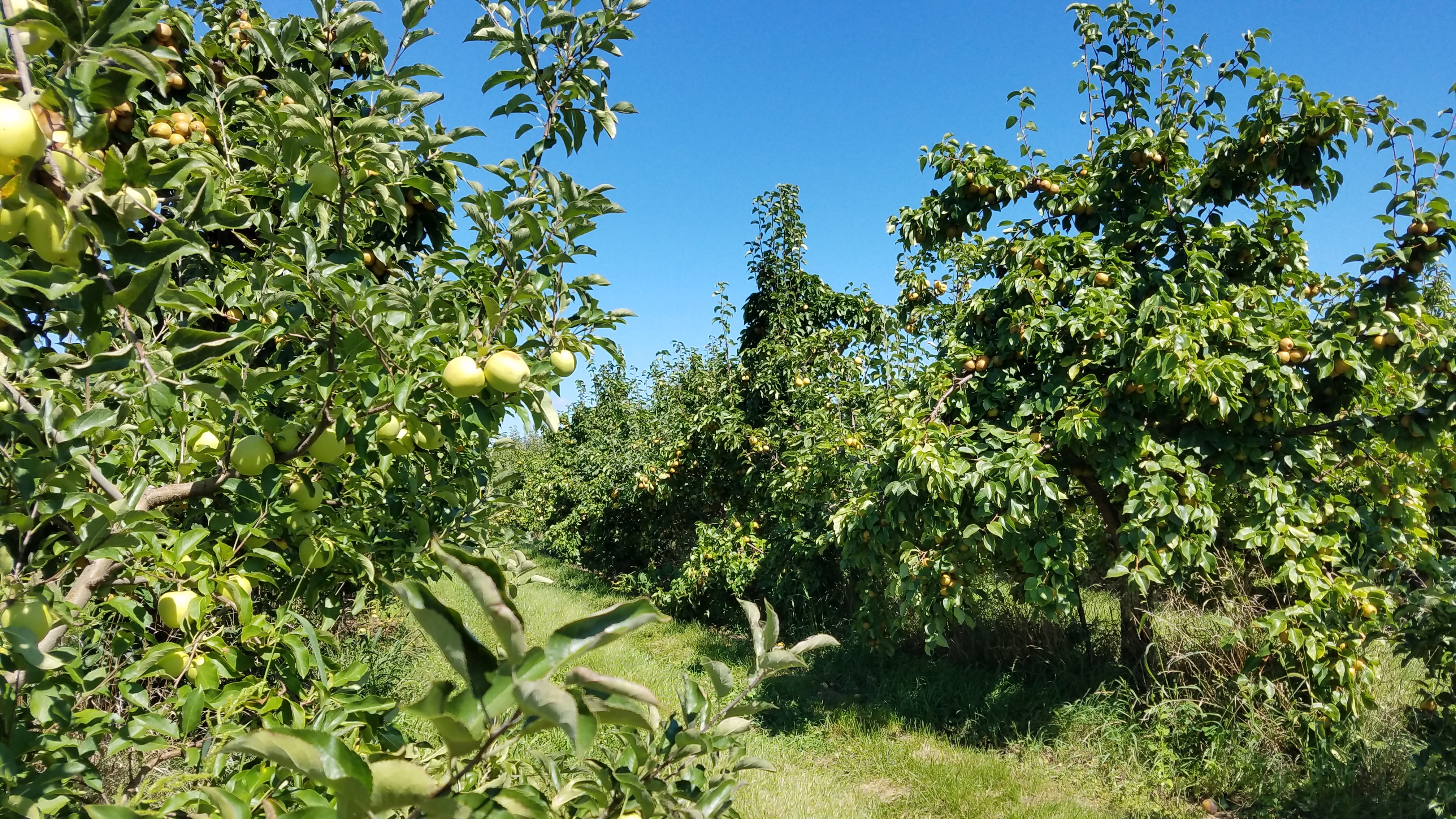 Apple Orchards Chicago suburbs! HAZEL EYES MOM